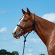 Cashel Flat Braid Halter With 8